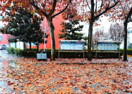 深秋的校园风景图片