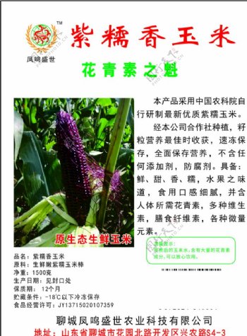 五彩玉米紫玉米香甜图片