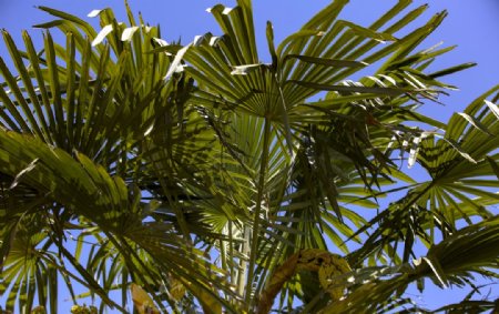 棕榈树在盛夏里图片