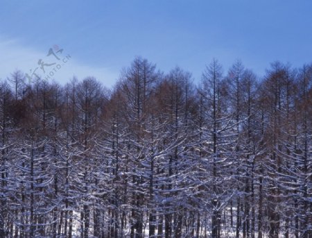 冬季的树林图片
