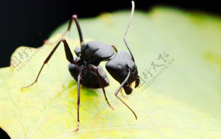 大螞蟻圖片