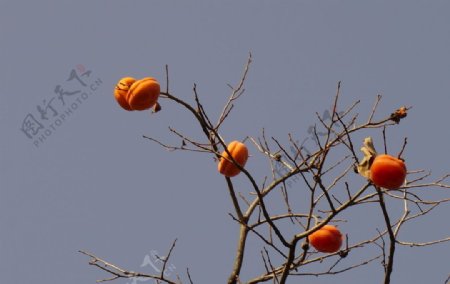 秋天的柿子图片