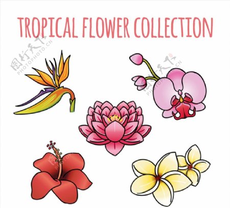 卡通热带花卉图片