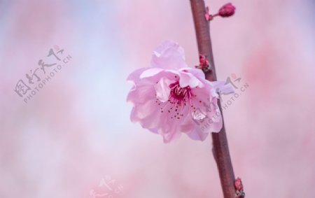 春天一枝美丽海棠花图片