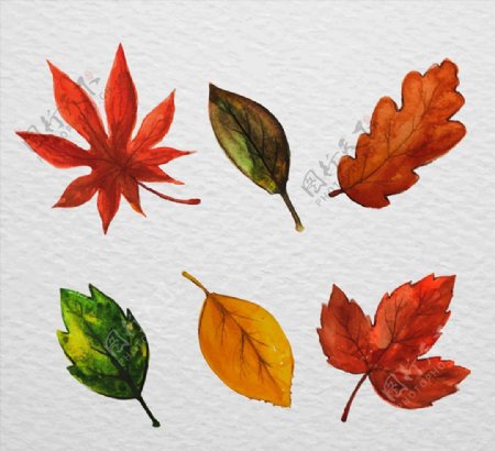 水彩绘叶子设计图片