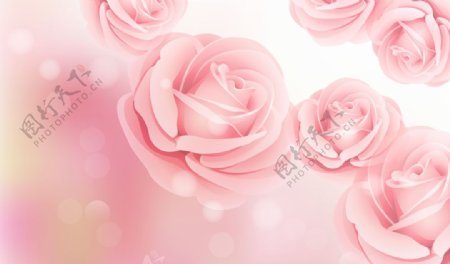粉色玫瑰海报背景图片