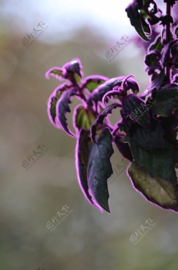 紫鹅绒图片