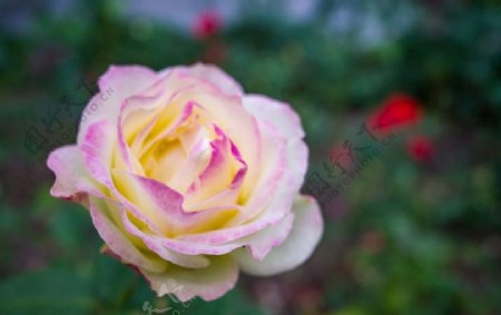 玫瑰花拍摄素材图片