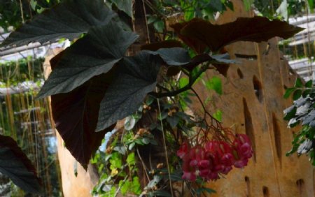 竹节秋海棠图片