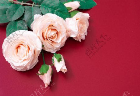 红色底板上的粉色玫瑰特写图片