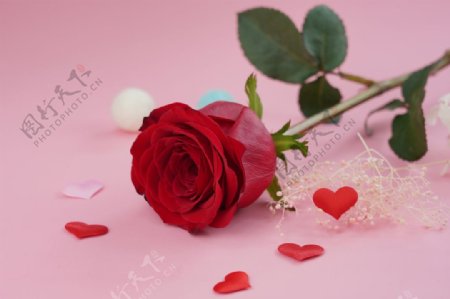 妖艳红色玫瑰花图片