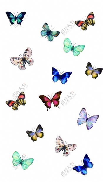 蝴蝶昆蟲T恤圖案排版設計圖片