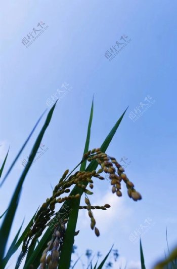 蓝天下的水稻图片