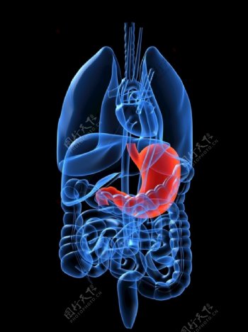 技科感光谱人体器官胃部刨面图图片