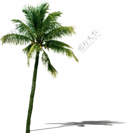 3D室外效果图环境素材椰子树