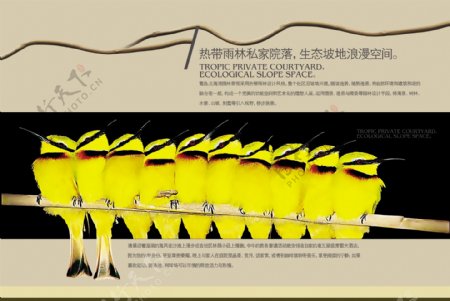 中国风格鸟类画册