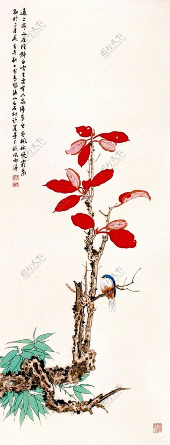 红叶翠鸟图片
