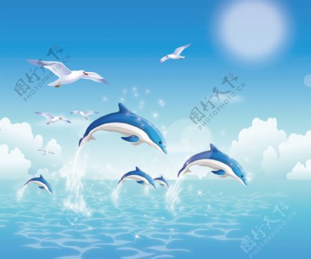 大海海鸥海豚太阳