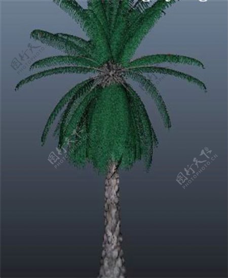 椰树游戏模型