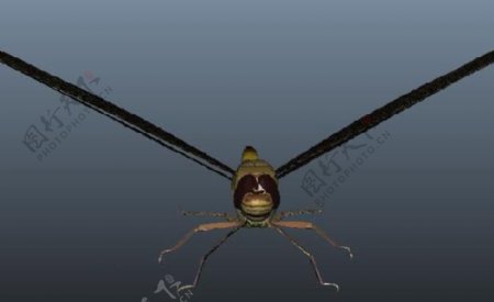 3D飞虫模型