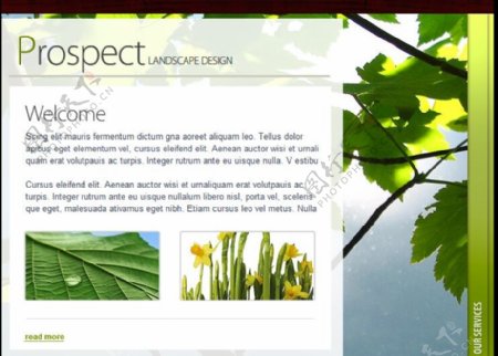 绿色网站设计flash网站模板