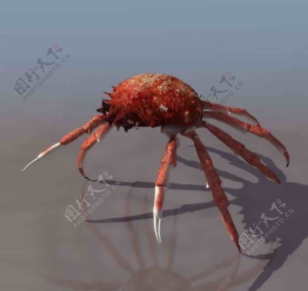 螃蟹动物3D模型素材