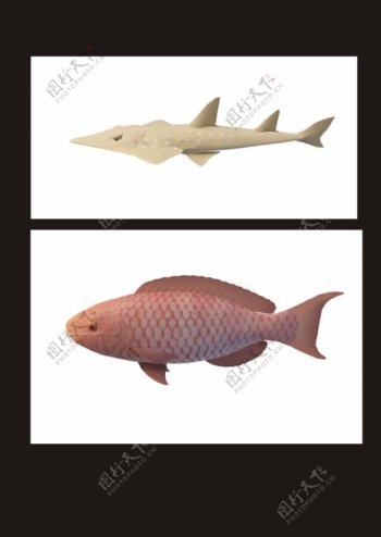拉氏假鳃鱼3d模型