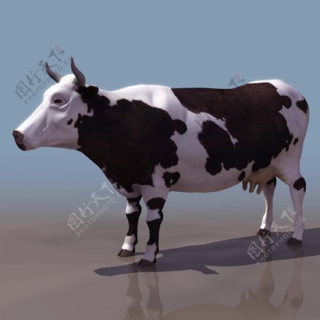 形象的奶牛模型