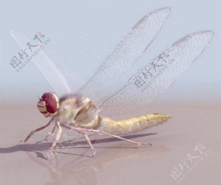 Dragonfly精模蜻蜓贴图