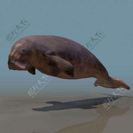 海象Walrus鳍脚类动物高模