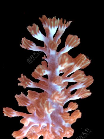RS09Dendronephthyasp.CarnationCoral珊瑚