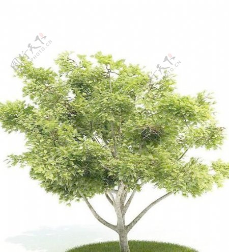 Tree树027