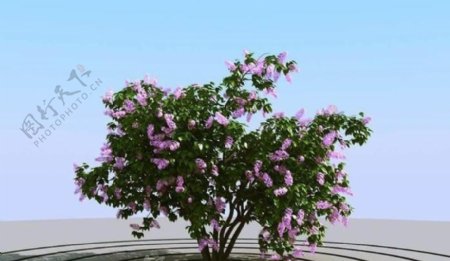 高精细紫丁香模型lilac03