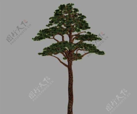 松树pine02