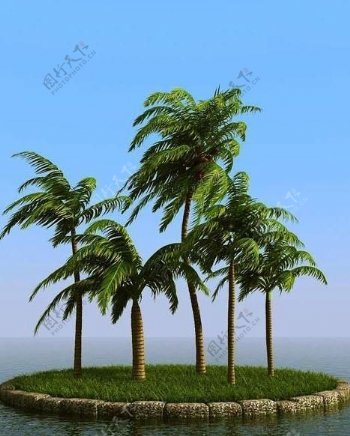 被风吹后的椰子树coconutpalm01wind
