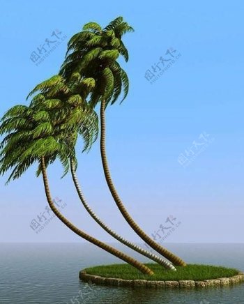 被风吹后的椰子树coconutpalm052wind