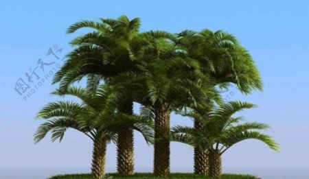 高精细椰子树棕榈树pindopalm01