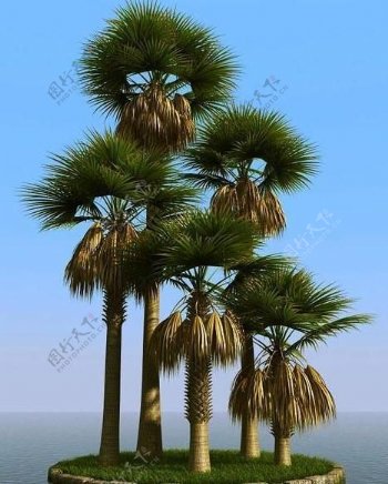 高精细扇叶棕榈树sabalpalm01