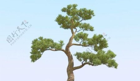高精细松树日本松树模型japanpine01
