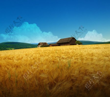 野外小麦房屋背景