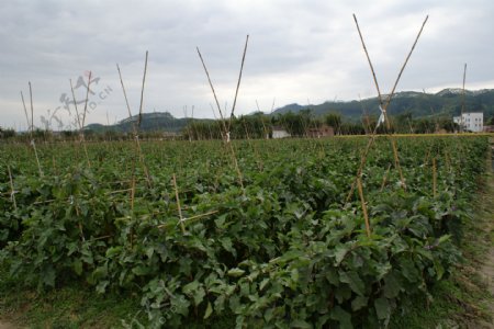 茄子种植图片