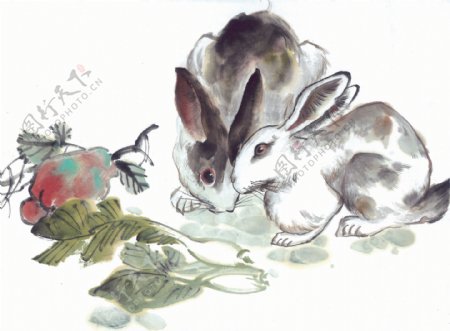 小兔吃白菜图