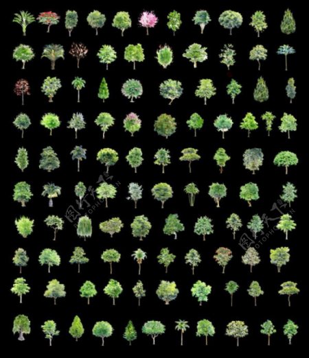 园林绿色小树木图片素材