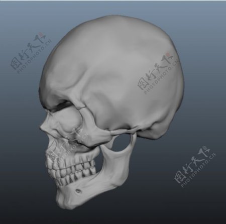 骷髅头骨3D模型下载