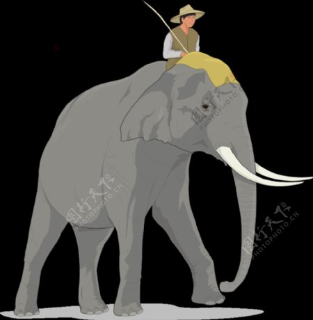 大象3
