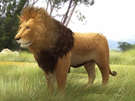狮子模型