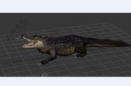 鳄鱼模型