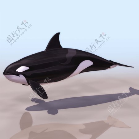 虎鲸模型