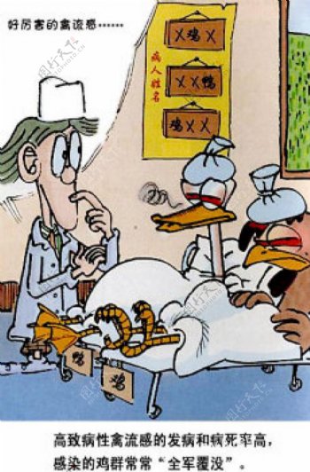 禽流感宣传漫画图片