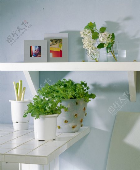 家庭小植物图片
